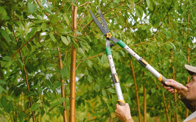 Tree trimming in Strasburg, IL