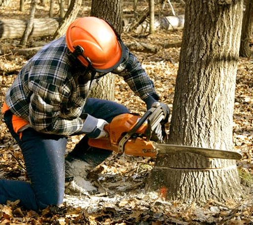Tree Removal in Strasburg, IL